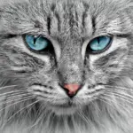 Hvad gør jeg, hvis min kat ikke vil bruge kattebakken?